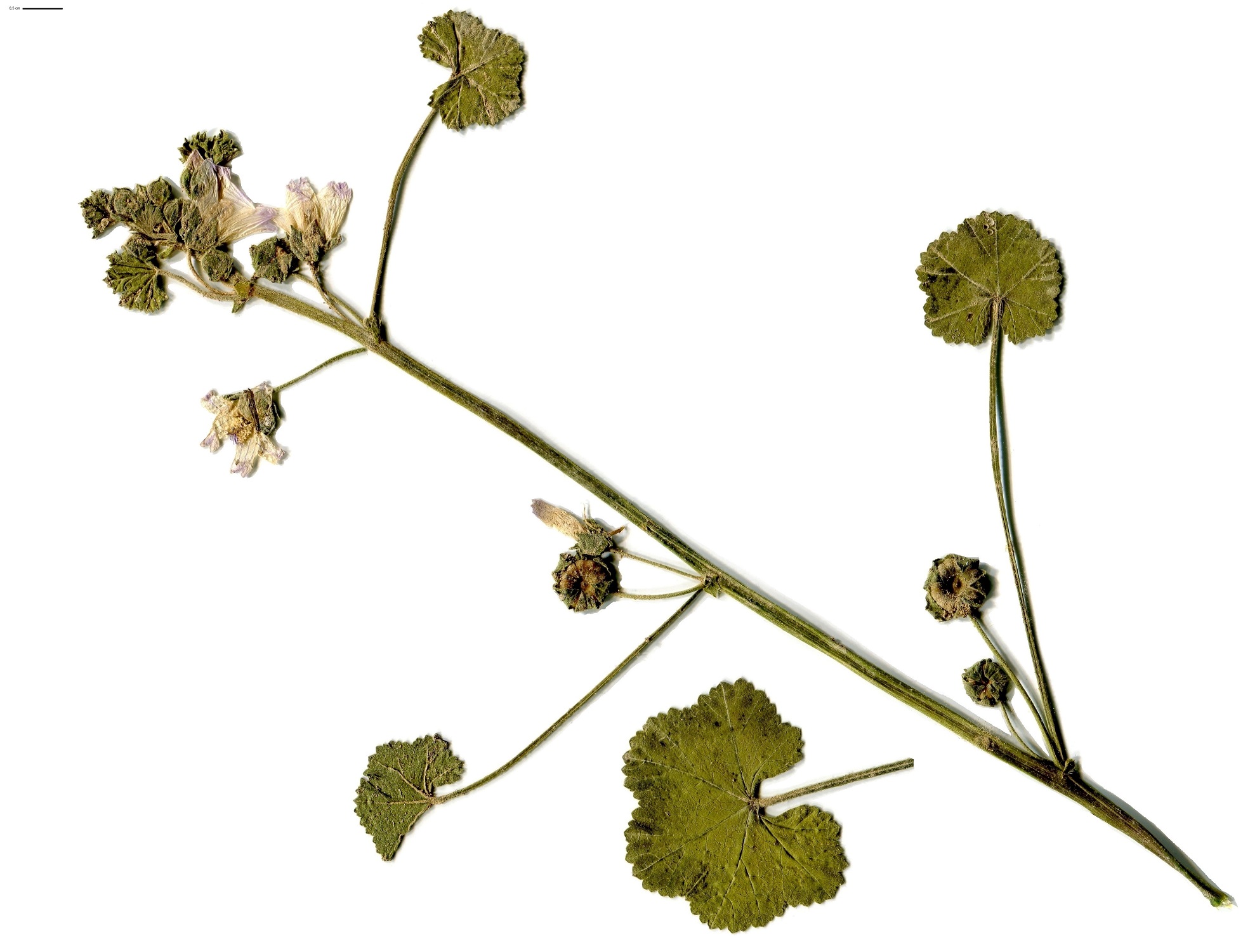 Malva neglecta (Malvaceae)